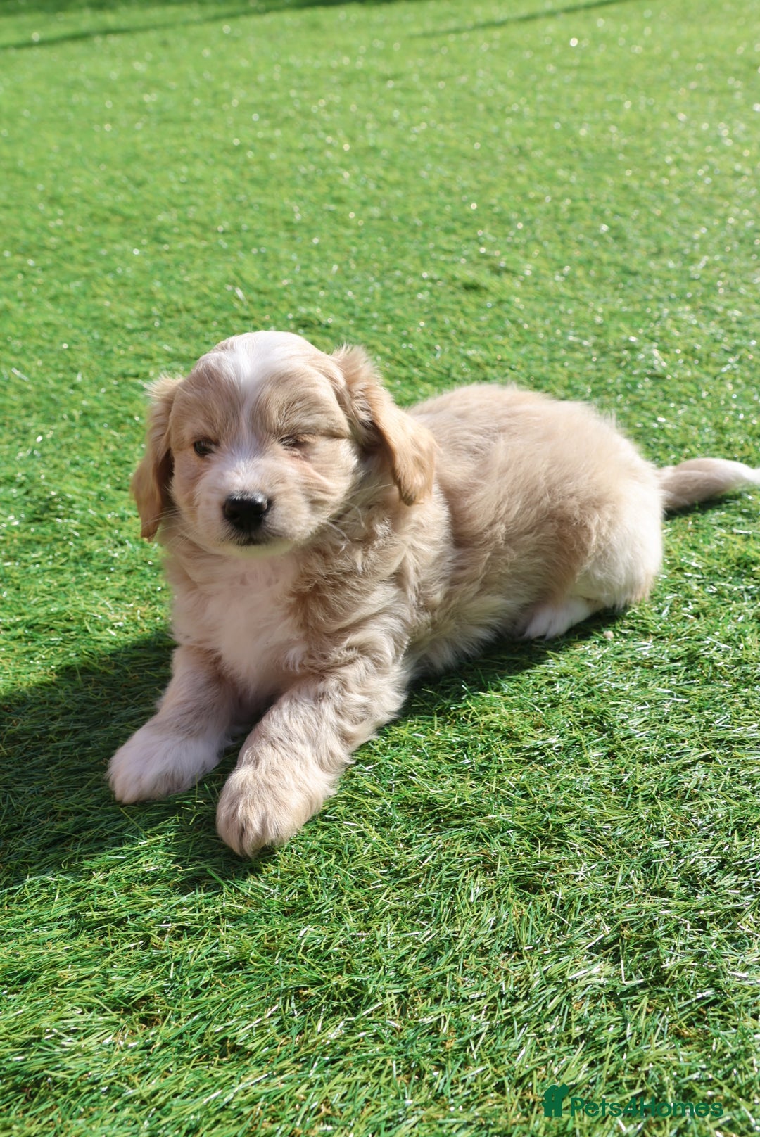 Maltipoo dogs for sale: Beautiful Maltipoo Babies - Image 24