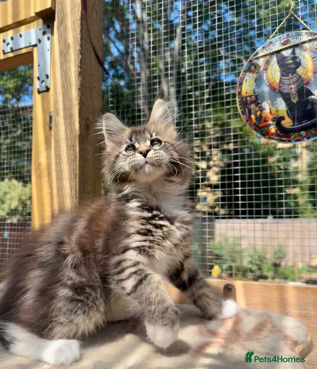 Maine Coon cats for sale: Champions- Bloodline Purebred Maine Coon Kittens  - Image 19