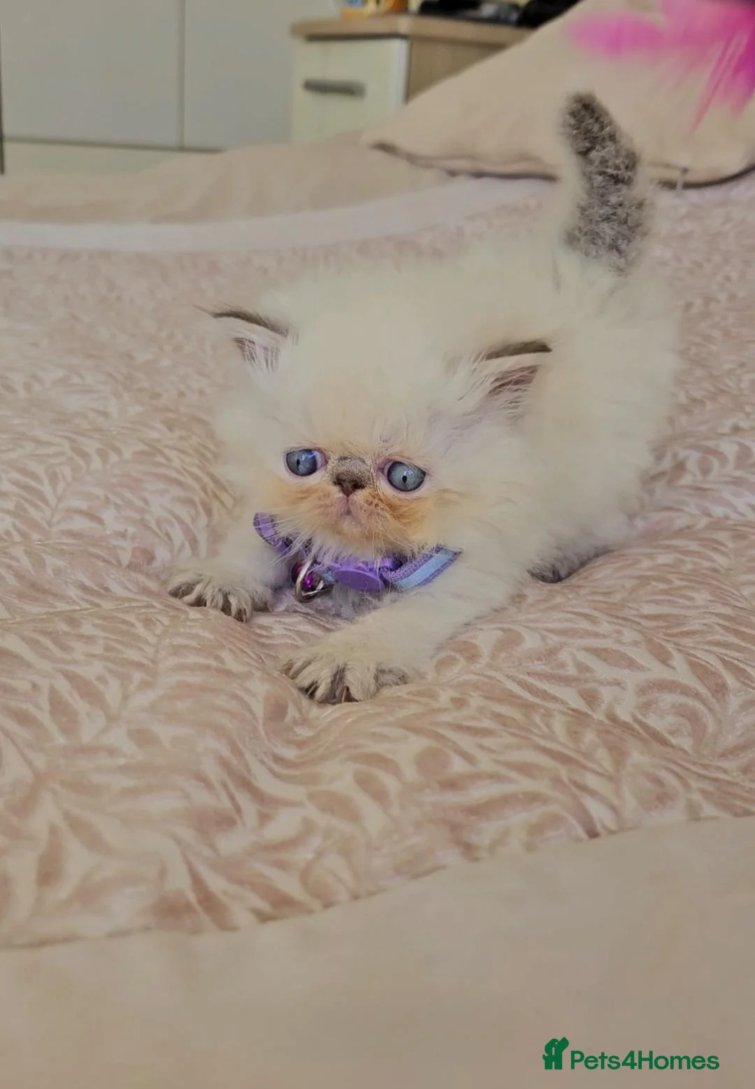 Himalayan cats for sale: Stunning Top Quality Himalayan Kittens  - Advert 2