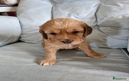 Cocker Spaniel dogs for sale: Beautiful cocker spaniel puppies - Advert 7