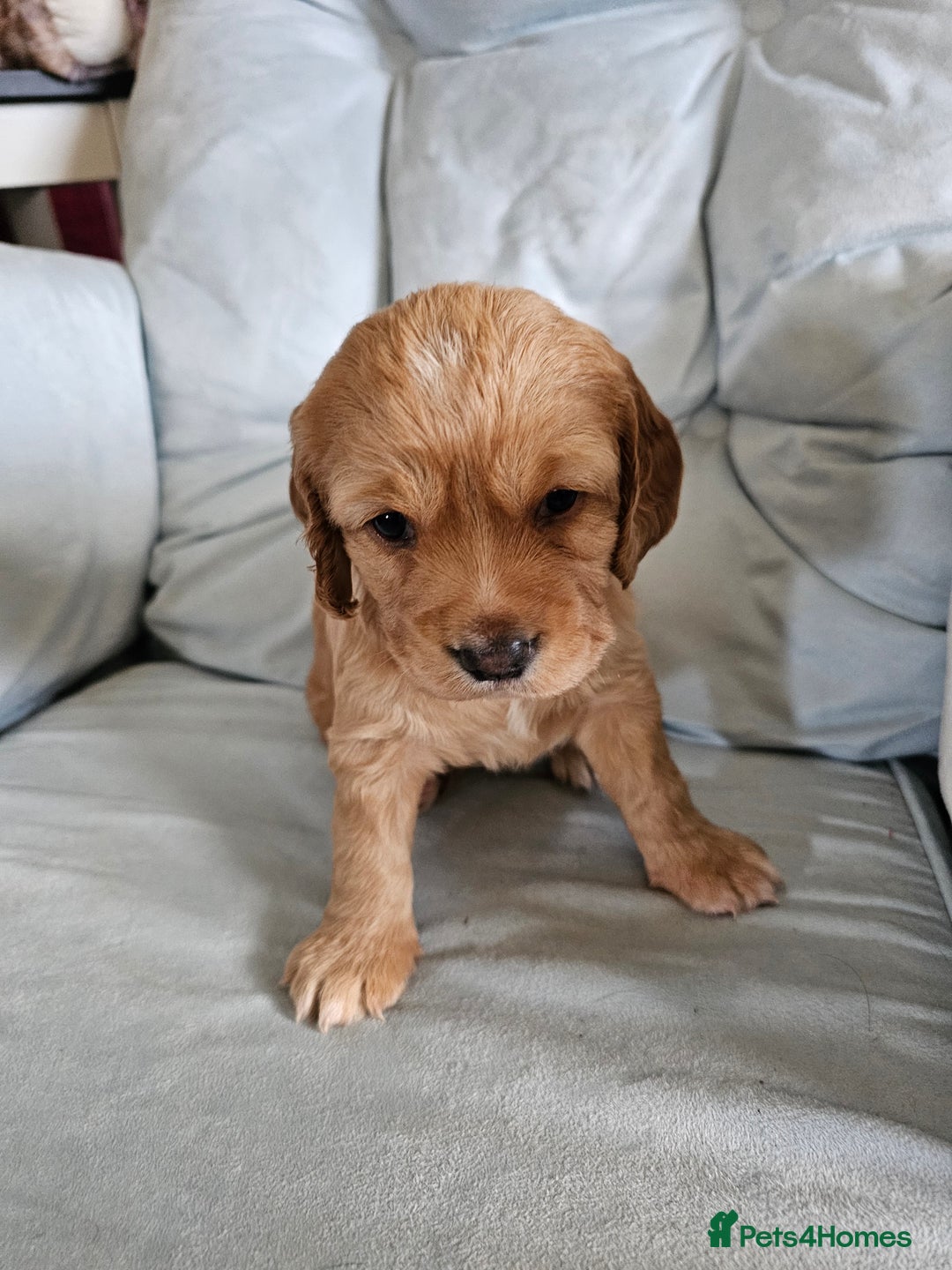 Cocker Spaniel dogs for sale: Beautiful cocker spaniel puppies - Advert 7