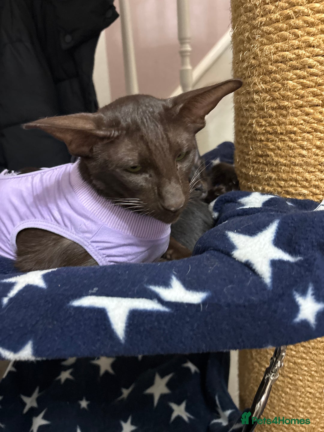 Oriental cats for sale: AMAZING ORIENTALS - Advert 2