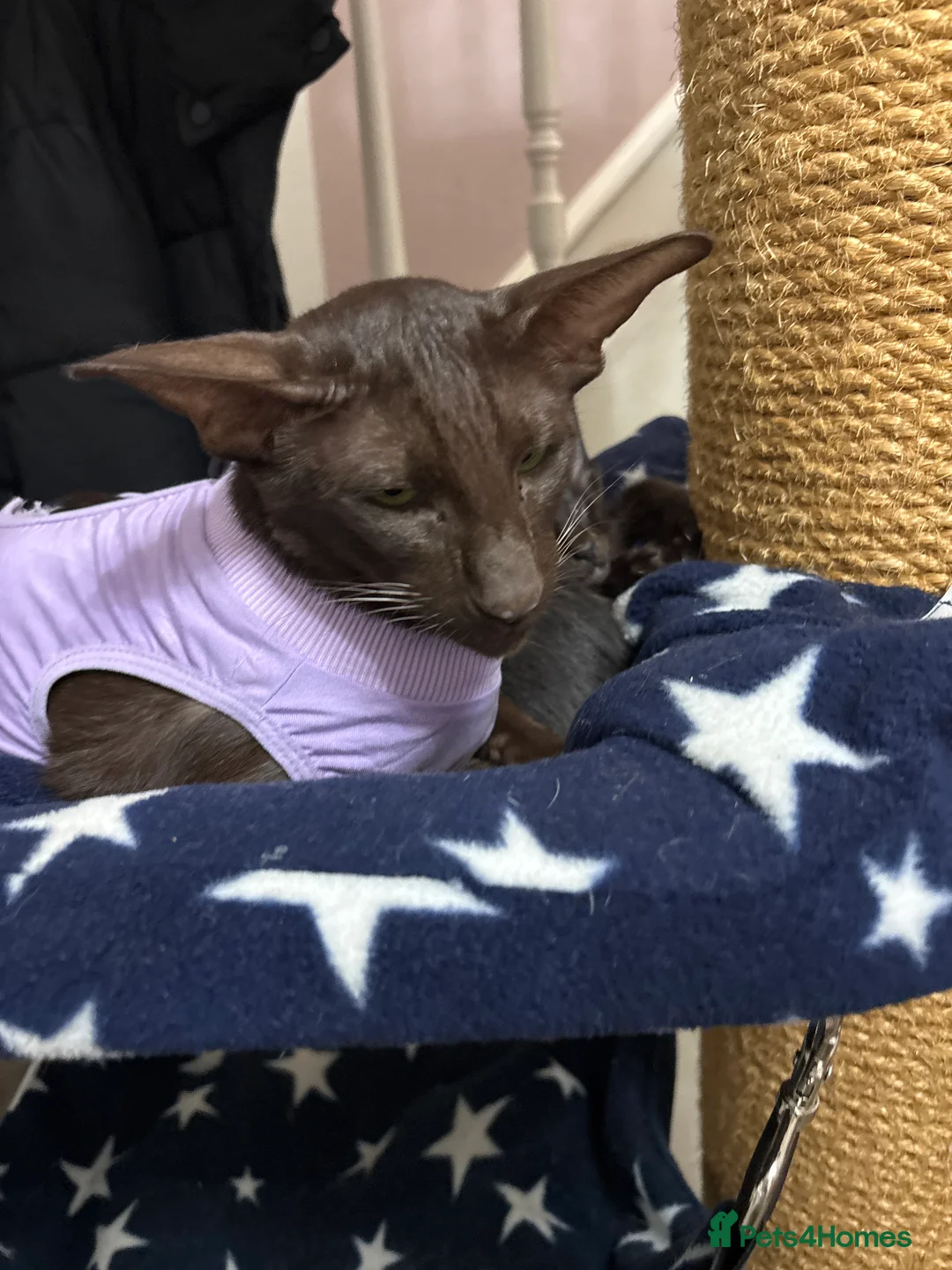 Oriental cats for sale: AMAZING ORIENTALS - Advert 2