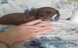 Miniature Dachshund dogs for sale: Miniature dachshund puppies for sale - Image 7