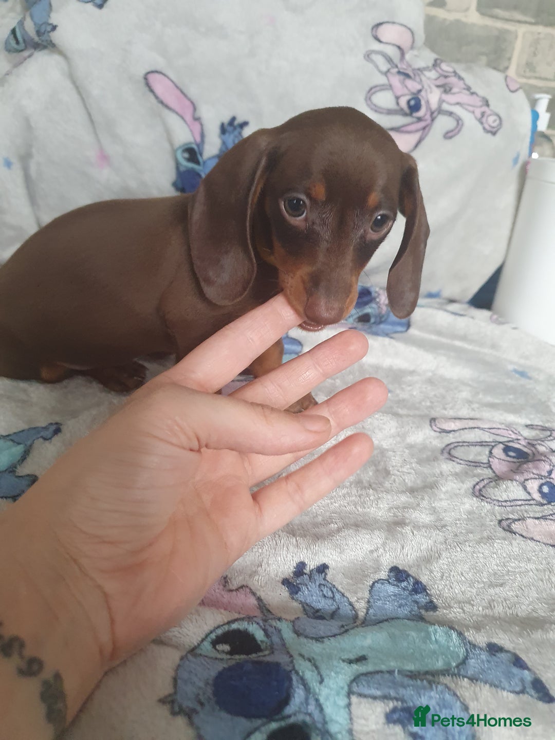 Miniature Dachshund dogs for sale: Miniature dachshund puppies for sale - Image 7