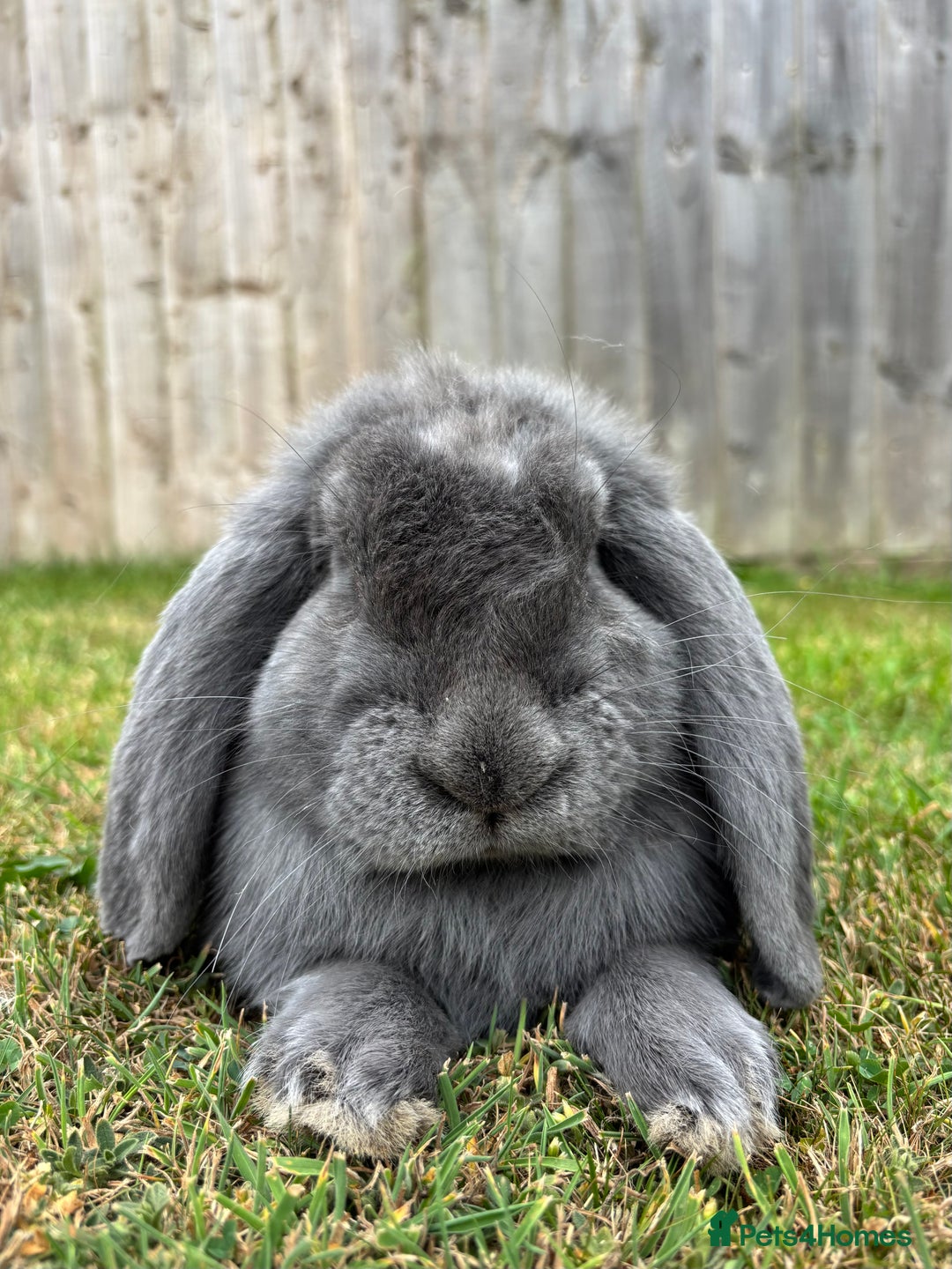 French Lop rabbits for sale:  Lilac French Lop for Rehoming  - Image 2