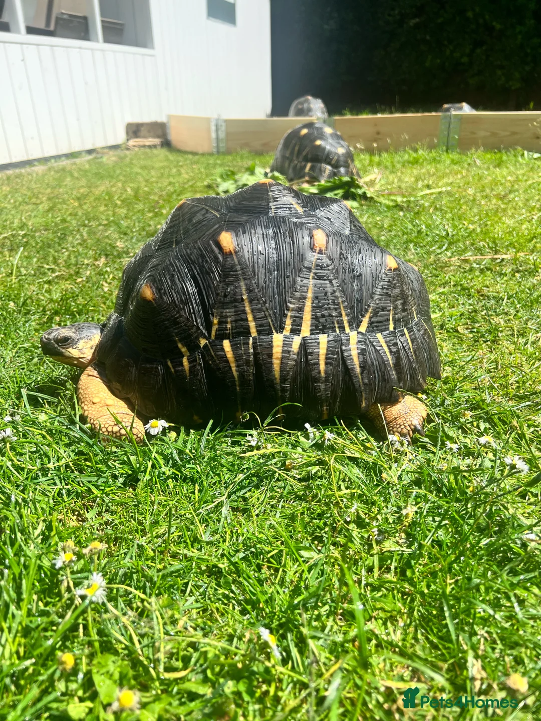 Tortoise reptiles for sale: CB Radiated Tortoise - Advert 1