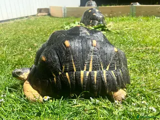 Tortoise reptiles CB Radiated Tortoise - Advert 2