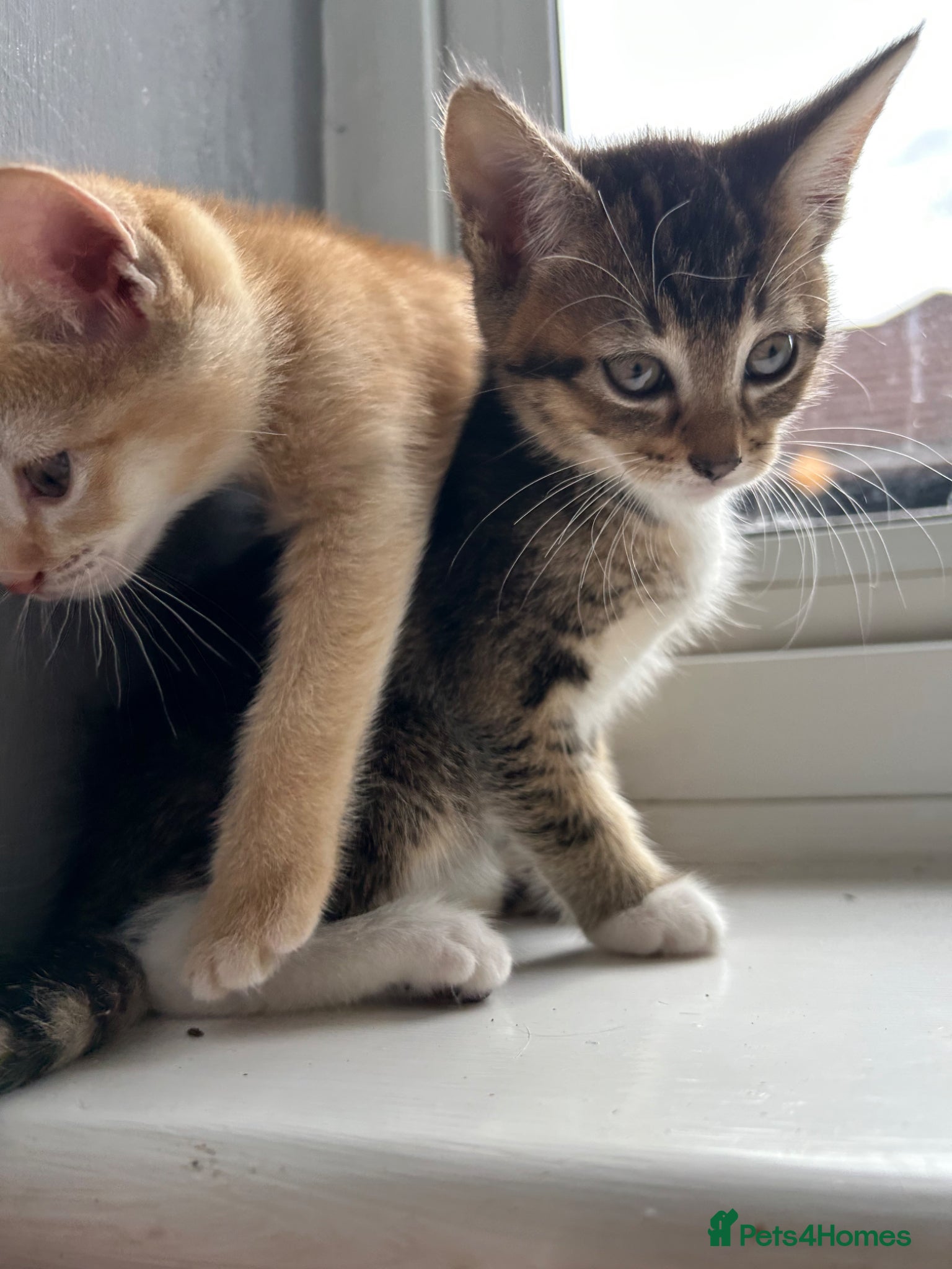Mixed Breed cats for sale: 🚨GORGEOUS KITTENS READY TO LEAVE 🚨 - Advert 15
