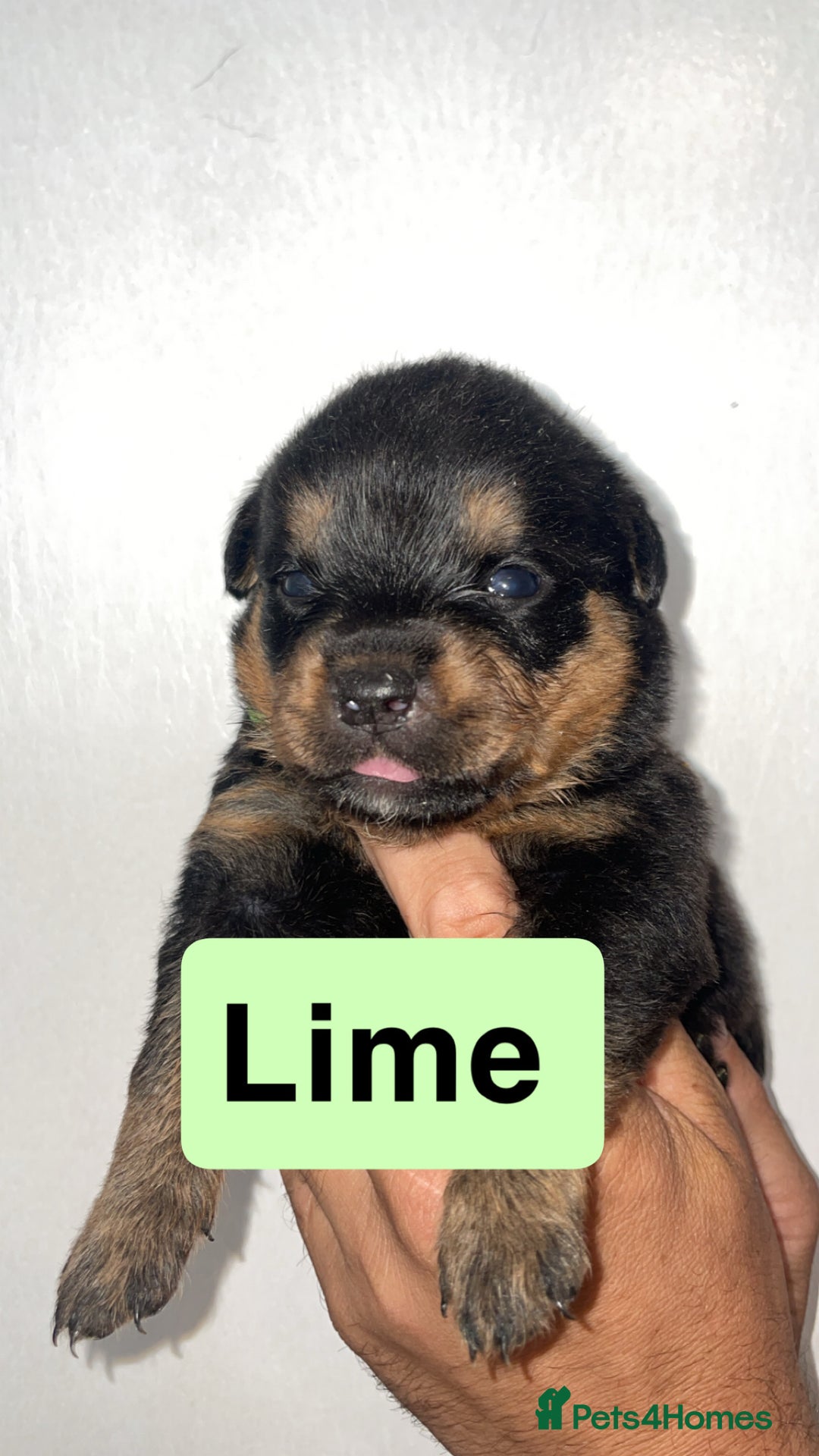 Rottweiler dogs for sale: 11 Chucky Rottweiler puppies for sale  - Image 11