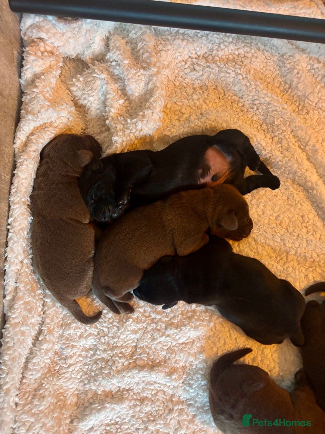 Labrador Retriever dogs for sale: Chocolate and Black Labrador Puppies - Advert 8