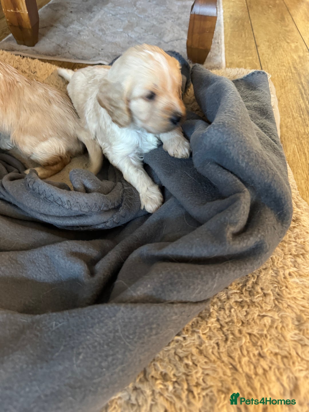 Cockapoo dogs for sale: F1 Cockerpoos - Advert 9