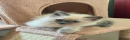 Ragdoll cats for sale: Ragdoll kittens looking for their forever homes in King's Lynn - Advert 5