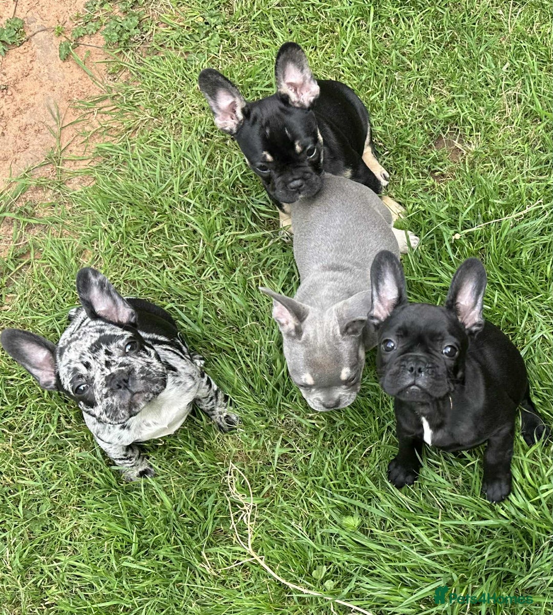 French Bulldog dogs for sale: French Bulldogs  - Image 32
