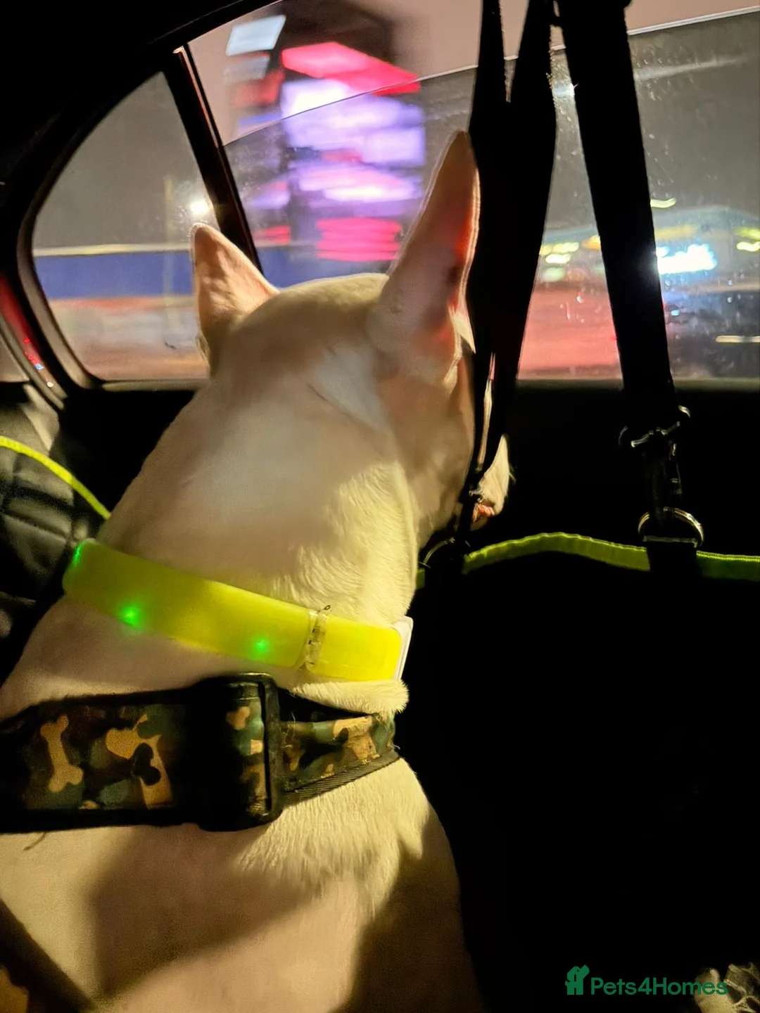 English Bull Terrier dogs for sale: Jayko KC Registered English Bull Terrier - Advert 8