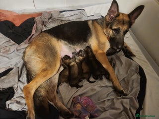 German Shepherd dogs Beautiful chunky German Shepherds - Advert 3