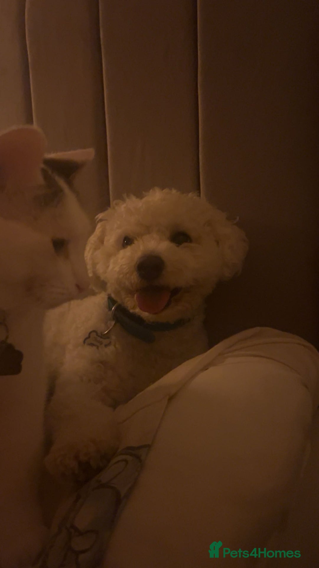 Bichon Frise dogs for sale: gorgeous bichon frise - Image 4