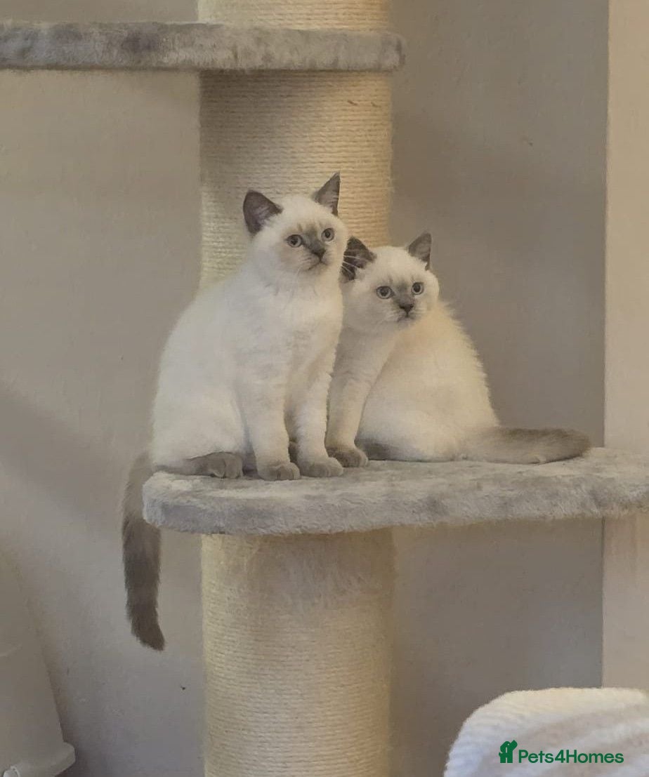 British Shorthair cats British shorthaired lilac and colourpointed  - Advert 1