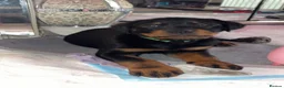 Rottweiler dogs for stud: Top paper Rottweiler stud  - Advert 4