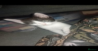 British Shorthair cats - Advert 6