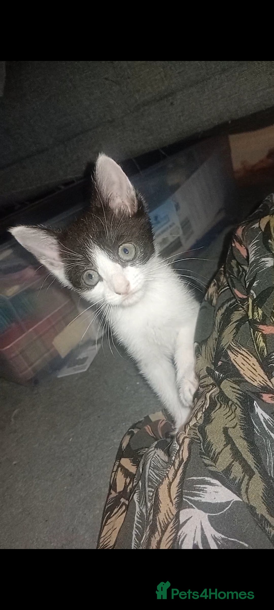British Shorthair cats for sale: Looks black and white but up close is dark stripes - Image 3