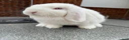 Dwarf Lop rabbits for sale: White dwarf lop girl  - Advert 1
