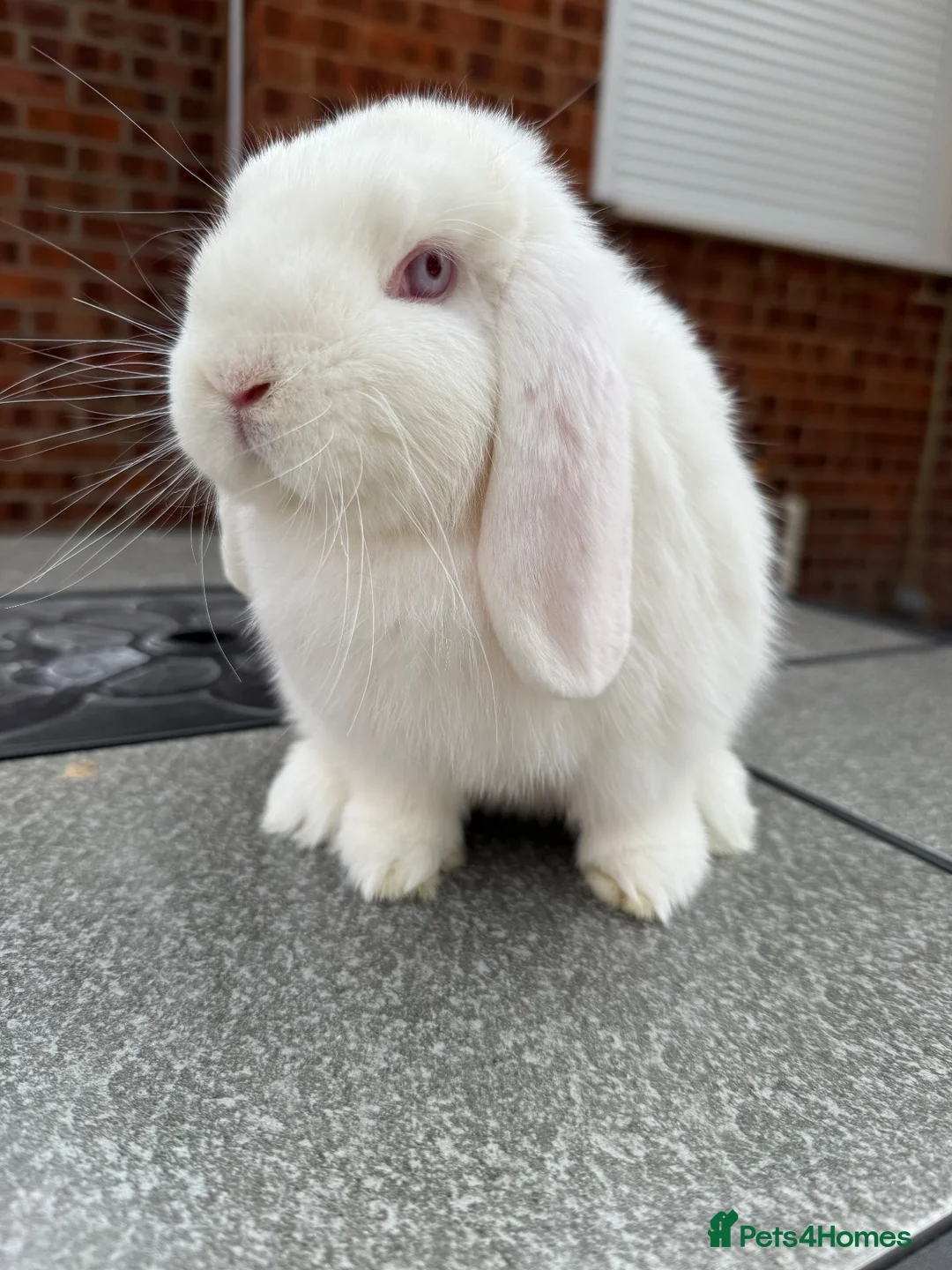 Dwarf Lop rabbits for sale: White dwarf lop girl  - Advert 1