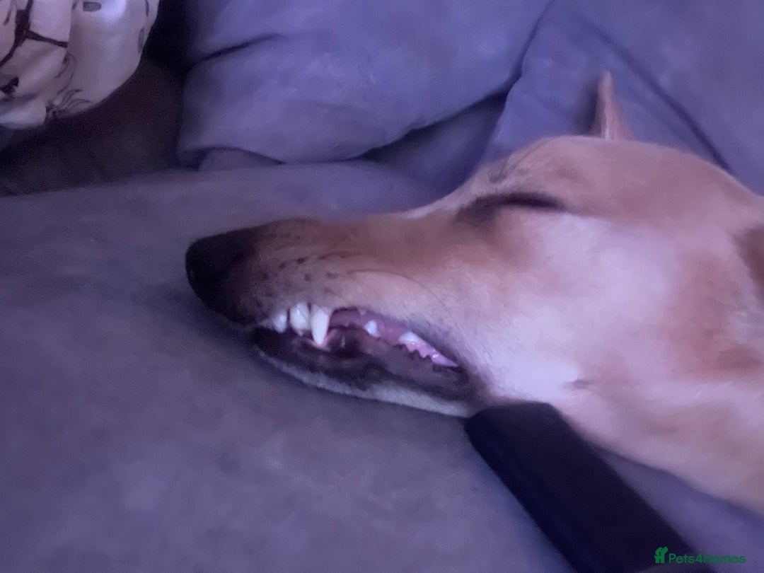 Whippet dogs for stud: Petite Male Whippet to Stud  - Advert 14