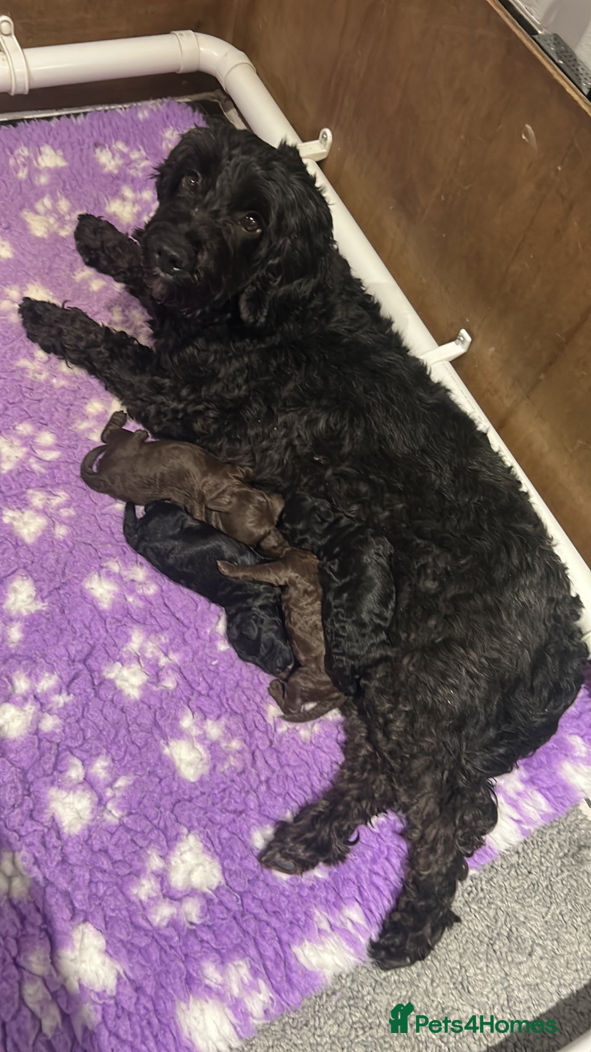 Sproodle dogs Gorgeous Sproodle puppies F1B - Advert 1