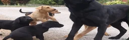 Labrador Retriever dogs for sale: Beautiful Kennel Club Registered Labrador Puppies - Advert 7