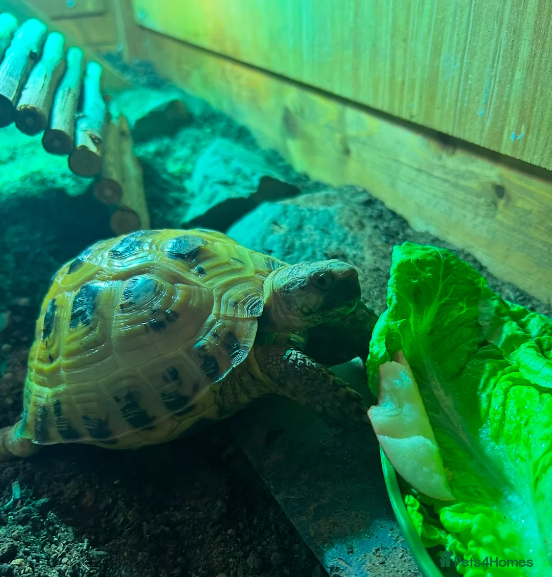 Tortoise reptiles for sale: Horsefield tortoise  in Glasgow - Advert 1