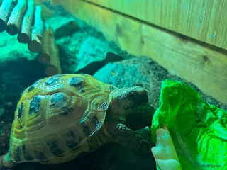 Tortoise reptiles Horsefield tortoise - Advert 3