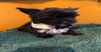 Yorkshire Terrier dogs - Advert 10