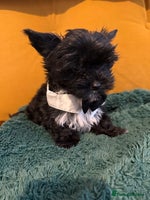 Yorkshire Terrier dogs - Advert 10