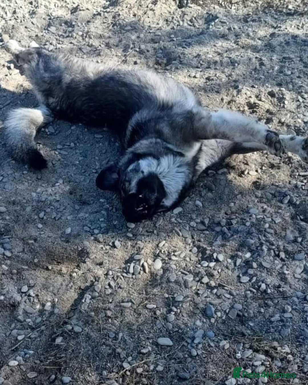 Mixed Breed dogs for adoption: Lola - Norwich Norfolk  - Advert 16