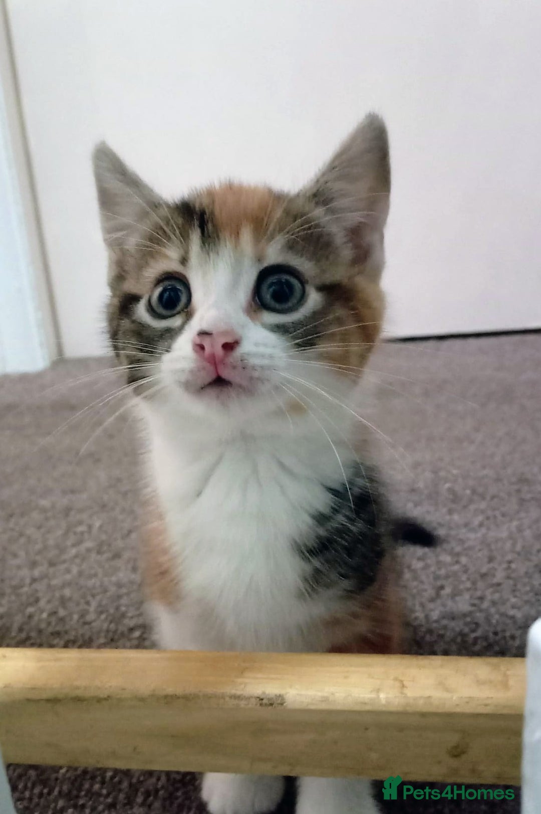 Mixed Breed cats for sale: 3 beautiful kittens  - Advert 4