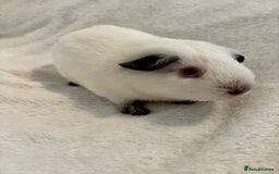 Guinea Pig rodents for sale: Male Californian guinea pig - Image 5