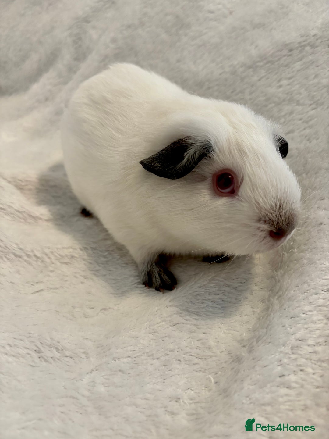 Guinea Pig rodents for sale: Male Californian guinea pig - Image 5