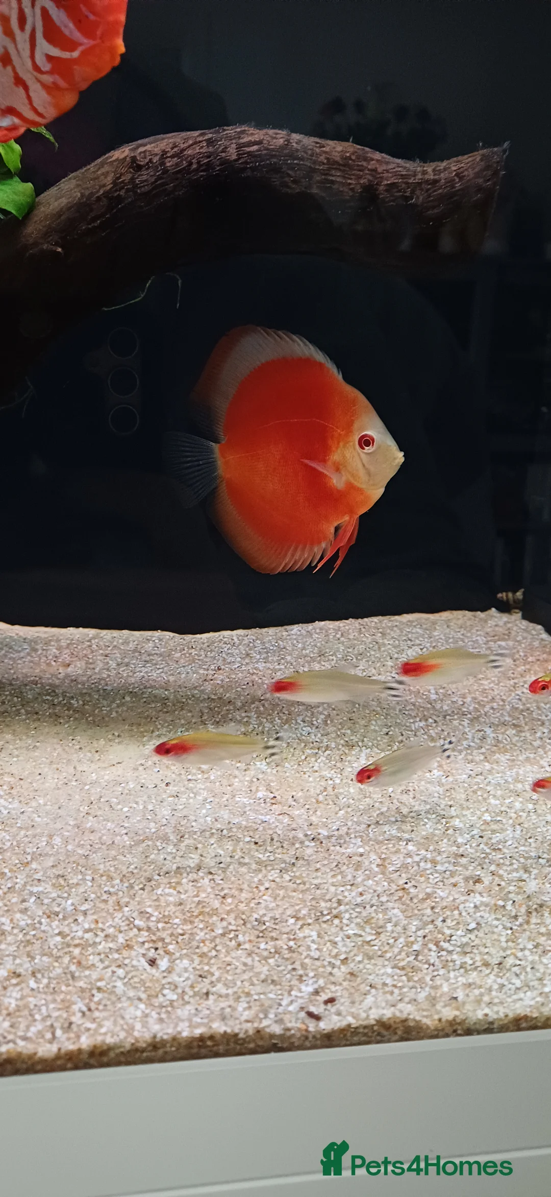 Discus fish for sale: Discuss fish - Advert 4