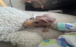 Guinea Pig rodents for sale: 1 skinny pig & 2 hair guinea pigs with set up  - Image 3