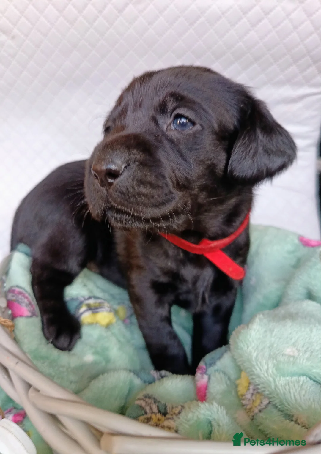 Labrador Retriever dogs for sale: KC reg yellow & black Labrador puppies socialised - Advert 12