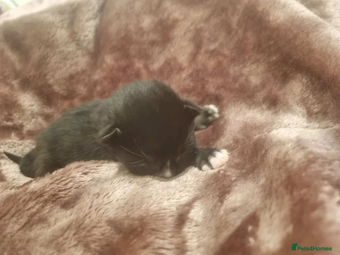 Mixed Breed cats for sale: 5 kittens  in Feltham - Advert 2