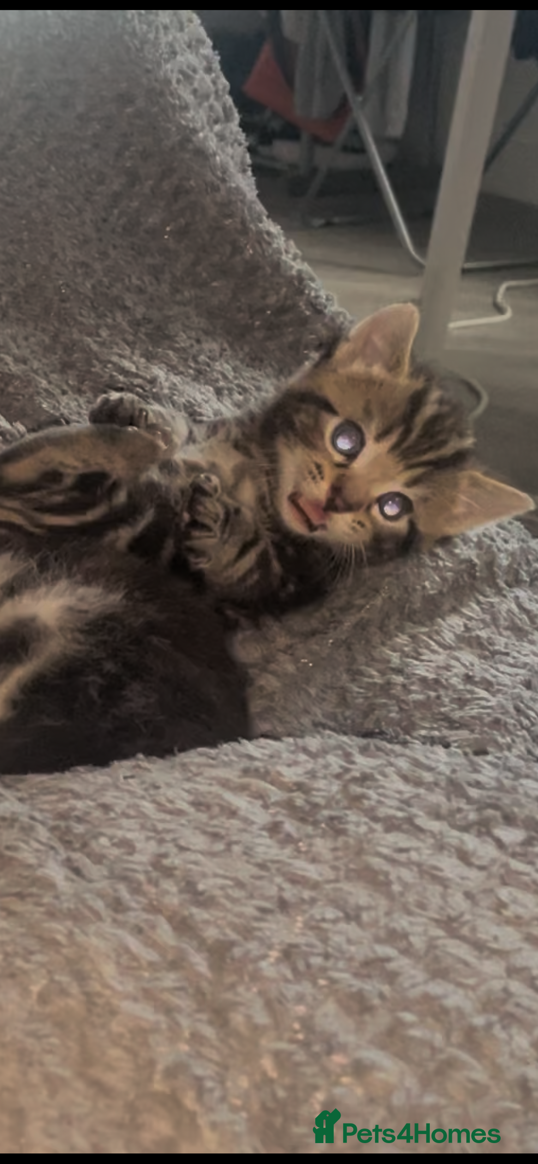 European cats for sale: Lovely kittens  - Image 12