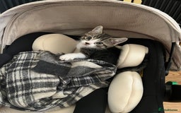 Mixed Breed cats for sale: Cuties looking for loving families - Image 7