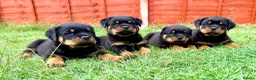 Rottweiler dogs for sale: Beautiful Rottweiler Puppies  in Chessington - Advert 11