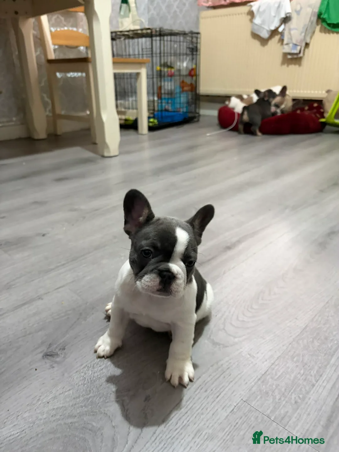 French Bulldog dogs for sale: French bulldog puppies  - Advert 2