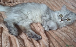 Persian cats for sale: Chinchilla persian 1 year. £250 - Image 2