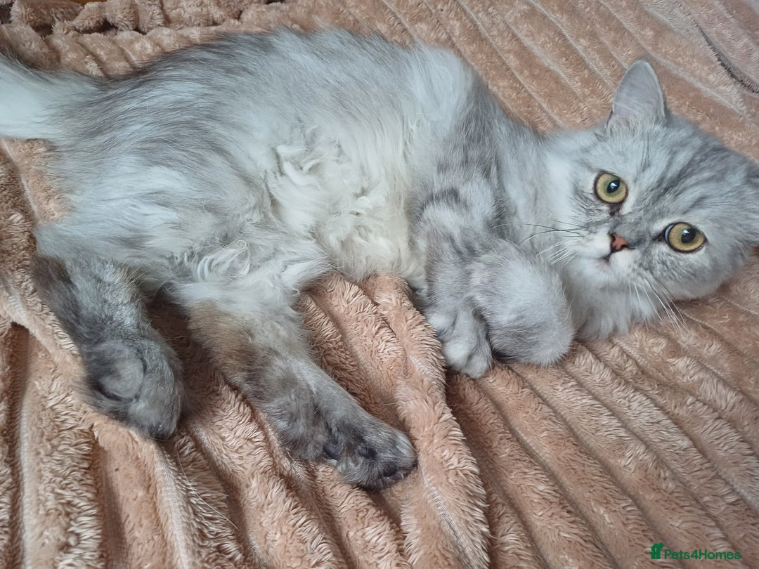 Persian cats for sale: Chinchilla persian 1 year. £250 - Image 2