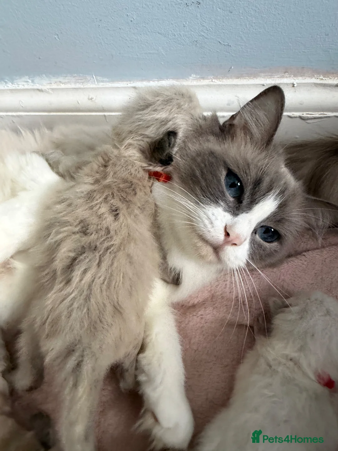 Ragdoll cats for sale: Ragdoll kittens  - Advert 1