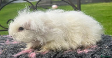 Guinea Pig rodents - Advert 6